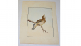 WILLIAM LEWIN “BIRDS OF GREAT BRITAIN”, VERY RARE 1ST EDITION ORIGINAL WATERCOLOR, DATED 1790