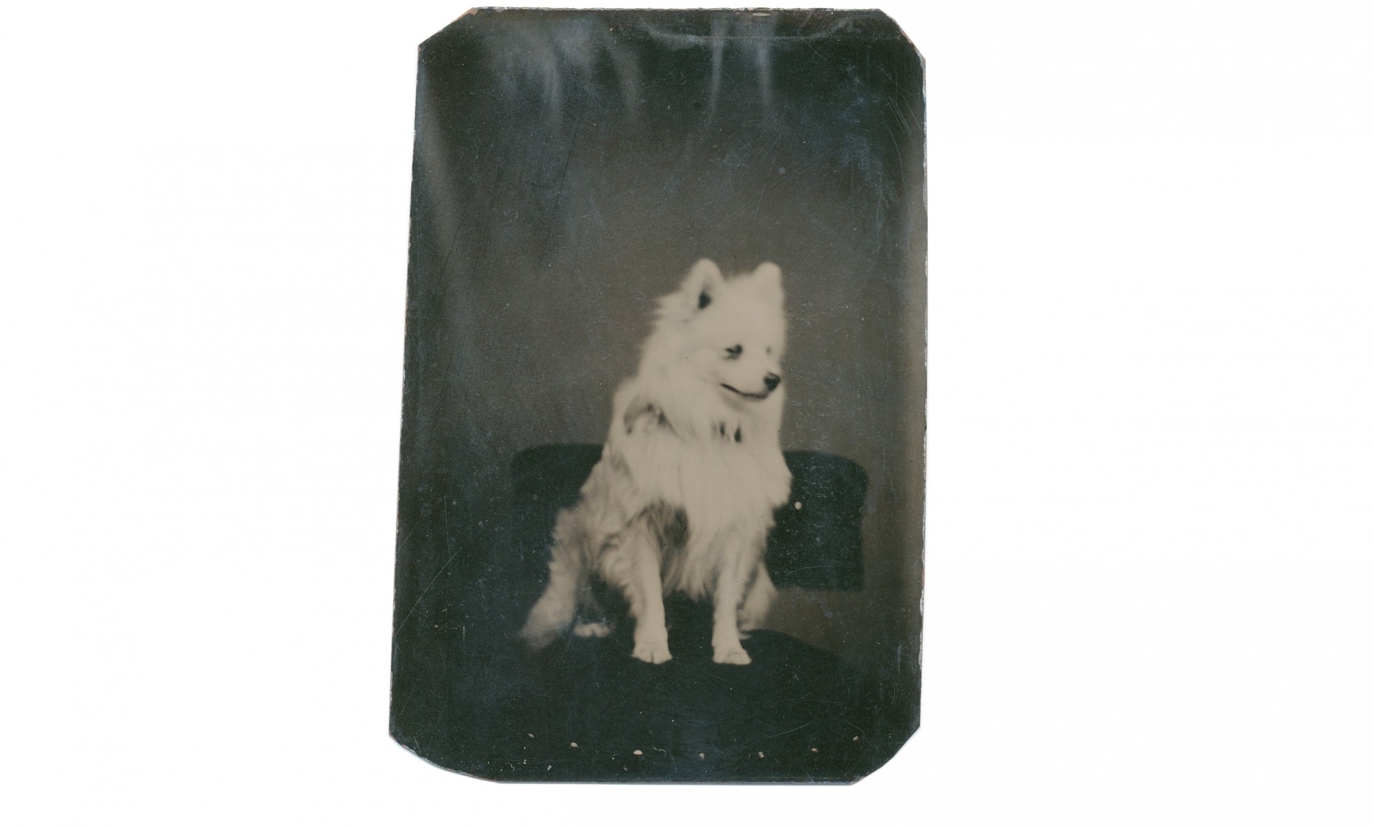 1/8 PLATE TINTYPE OF WHITE DOG