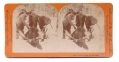 STEREOVIEW OF HUNTERS WITH MOOSE