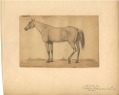 AUGUST KOLLNER ORIGINAL WATERCOLOR SKETCH OF A HORSE - 'MILITARY CAMP'