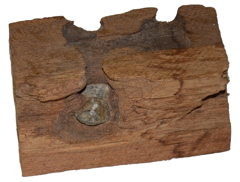 BULLET IN WOOD FROM GETTYSBURG