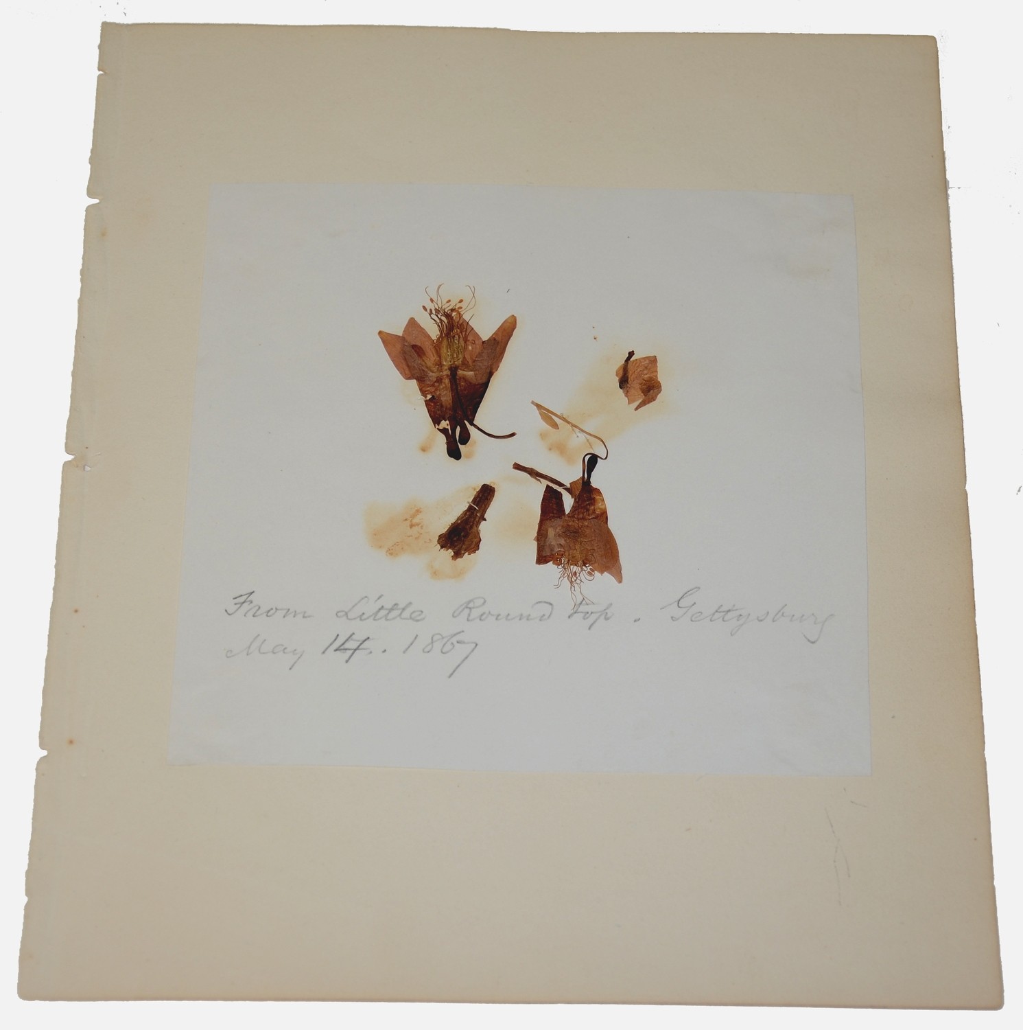 DRIED FLOWERS FROM THE BATTLEFIELD AT GETTYSBURG