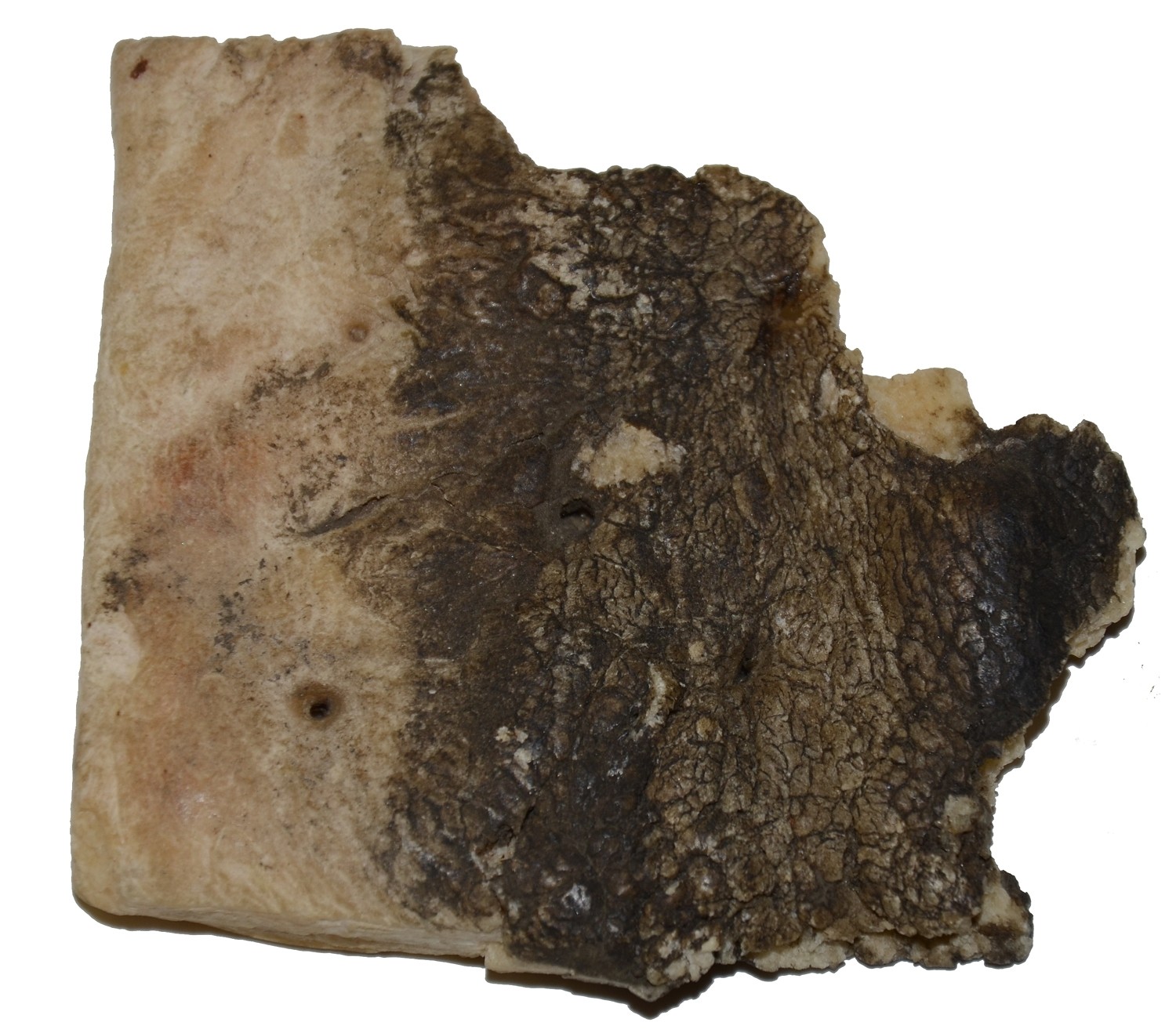 RELIC PIECE OF HARDTACK FROM THE SHIELDS GETTYSBURG MUSEUM