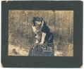 PHOTO OF “SHEP”, MASCOT OF TROOP M, 7TH CAVALRY
