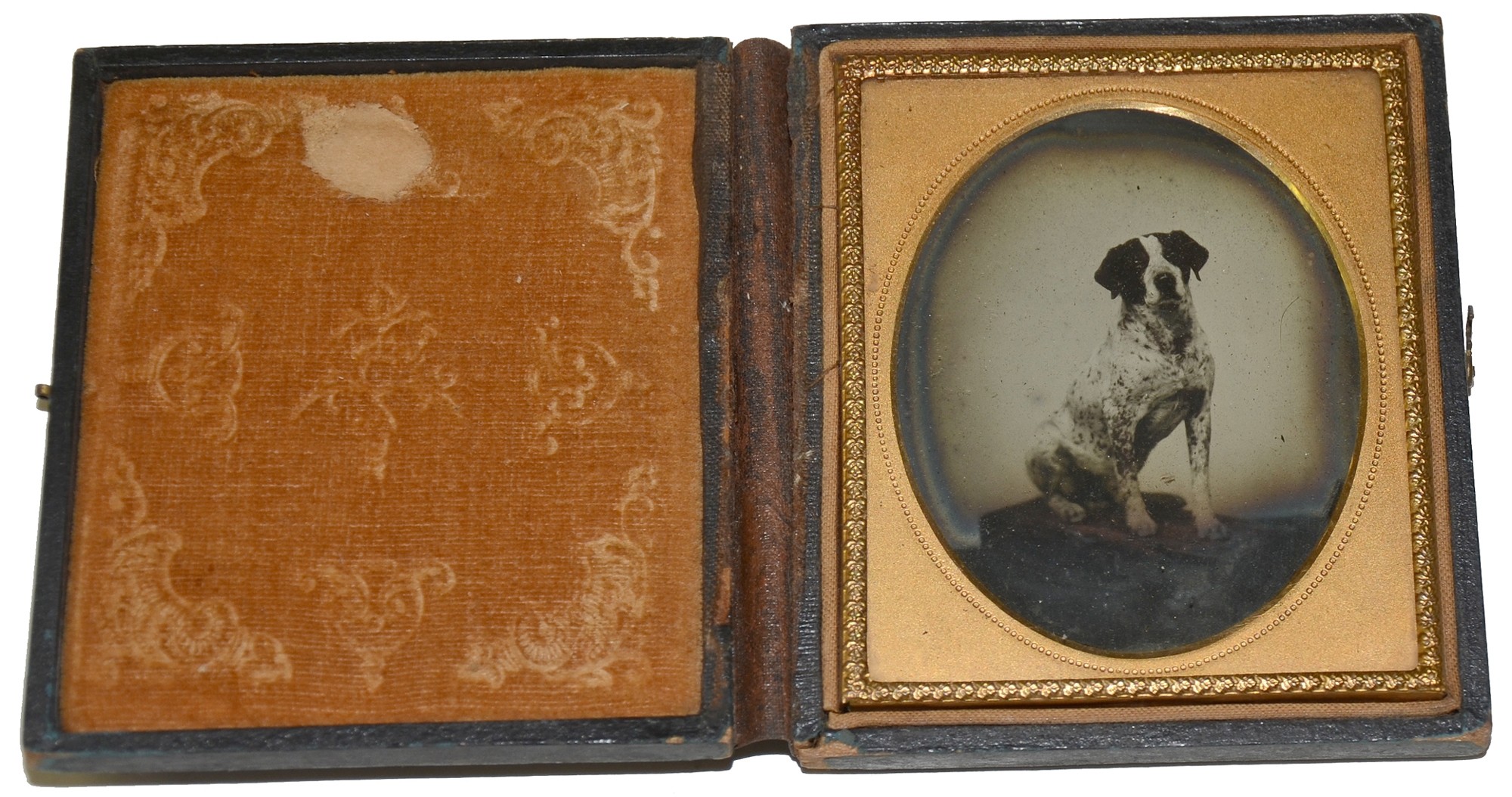 SIXTH PLATE AMBROTYPE OF SPOTTED DOG