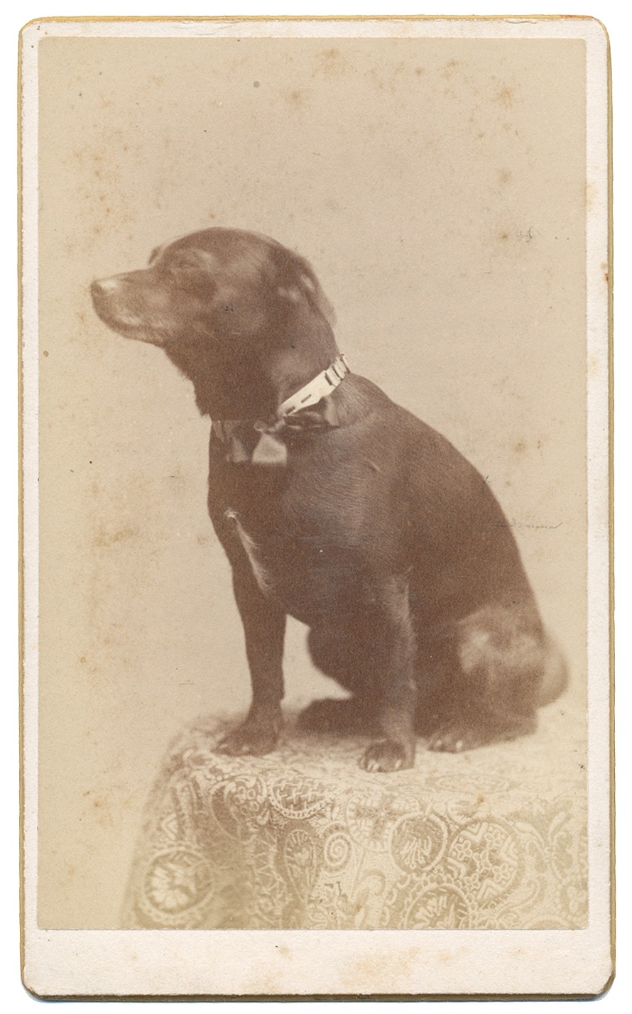 CDV OF A SMALL DOG
