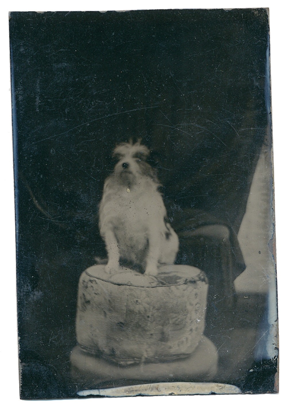 TINTYPE OF A SMALL DOG