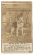 CDV OF “JACK” THE DOG – MASCOT OF THE 102ND PENNSYLVANIA VOLUNTEERS
