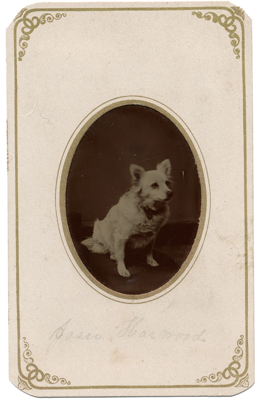 TINTYPE OF WHITE DOG, IN A CDV MOUNT