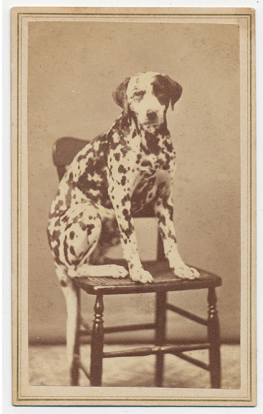 CDV OF A DALMATION