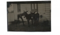 1/8 PLATE TINTYPE OF TWO DONKEYS