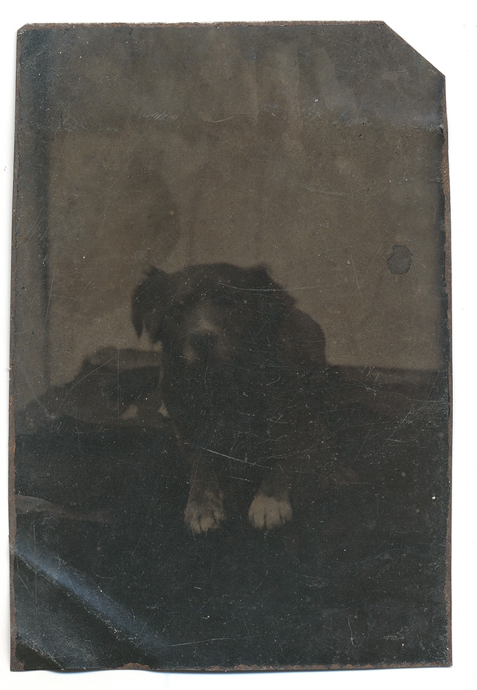1/8 PLATE TINTYPE OF A DOG