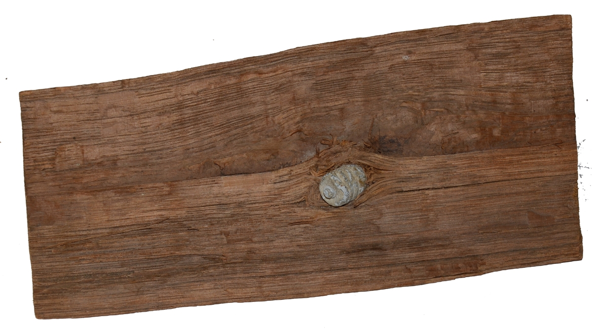 BULLET IN WOOD FROM LEE’S HEADQUARTERS MUSEUM COLLECTION