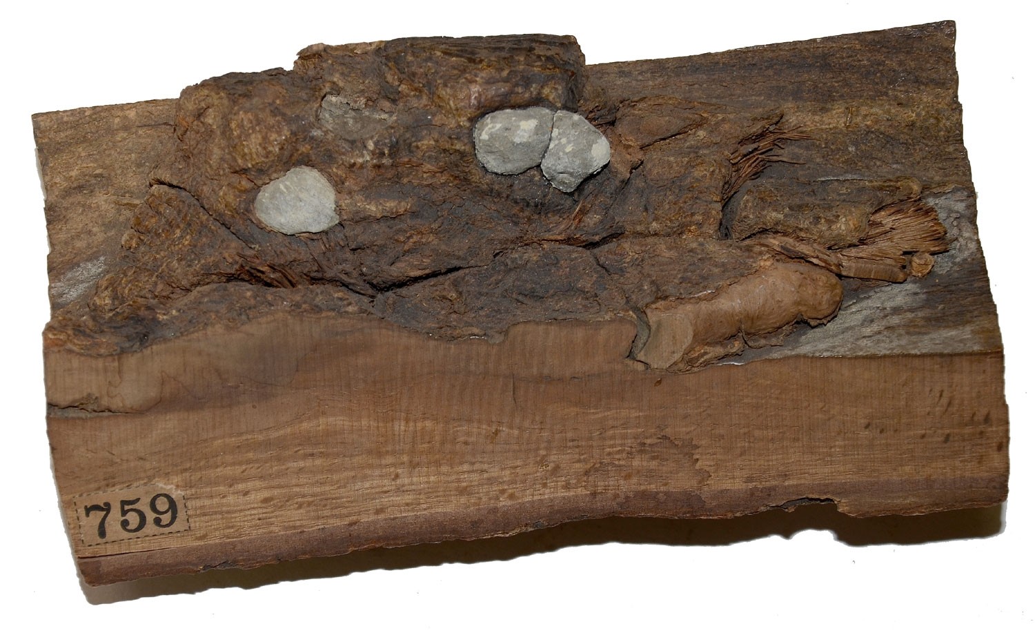 GETTYSBURG CASE-SHOT IN WOOD FROM THE MOLLUS WAR LIBRARY AND MUSEUM
