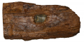 BULLET STRUCK WOOD WITH VISIBLE U.S. .58 CALIBER MINIE BALL