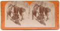 STEREOVIEW OF HUNTERS WITH MOOSE
