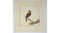 WILLIAM LEWIN “BIRDS OF GREAT BRITAIN”, VERY RARE 1ST EDITION ORIGINAL WATERCOLOR, DATED 1790