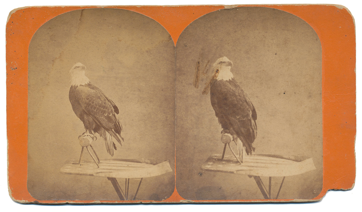 STEREOVIEW OF “OLD ABE”, THE WAR EAGLE – MASCOT OF THE 8TH WISCONSIN INFANTRY