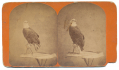 STEREOVIEW OF “OLD ABE”, THE WAR EAGLE – MASCOT OF THE 8TH WISCONSIN INFANTRY