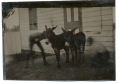 1/8 PLATE TINTYPE OF TWO DONKEYS