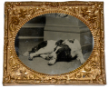 EIGHTH PLATE TINTYPE OF LARGE DOG