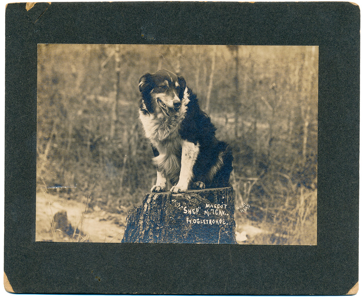 PHOTO OF “SHEP”, MASCOT OF TROOP M, 7TH CAVALRY
