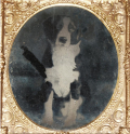 SIXTH PLATE AMBROTYPE OF BLACK AND WHITE DOG