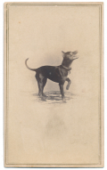 RARE IMAGE OF A DOG STANDING ON THREE LEGS-NOTE FROM PHOTOGRAPHER ON REVERSE