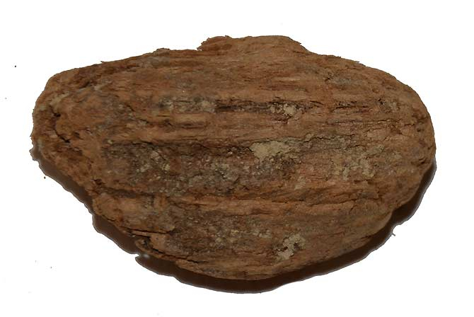 BULLET IN WOOD - ORANGE, VA — Horse Soldier