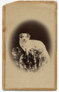 CDV OF A WHITE DOG