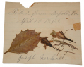 LEAF AND DRIED FLOWERS FROM SUFFOLK VIRGINIA BROUGHT HOME BY 40TH MASSACHUSETTS SOLDIER