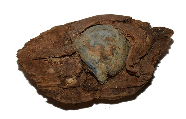 NORTH CAROLINA NESSLER BULLET IN WOOD – CULP’S HILL, GETTYSBURG