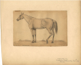 AUGUST KOLLNER ORIGINAL WATERCOLOR SKETCH OF A HORSE - 'MILITARY CAMP'