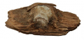 .52 CALIBER SHARPS BULLET IN WOOD