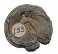 U.S. BORMAN FUSE FOUND AT THE PEACH ORCHARD, GETTYSBURG – GEISELMAN COLLECTION