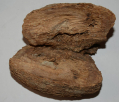 BULLET IN WOOD RECOVERED AT CHICKAMAUGA, GA