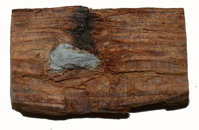 BULLET IN WOOD RECOVERED AT CHANCELLORSVILLE