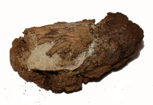 BULLET IN WOOD RECOVERED AT 1ST BULL RUN