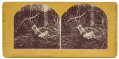 “BABE IN THE WOOD” STEREO CARD