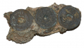 CLUMP OF CHINESE COINS FROM SHIPWRECK