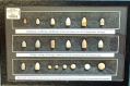 CIVIL WAR PISTOL BULLET DISPLAY