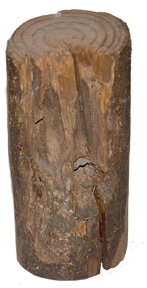 BLOODY ANGLE SPOTTSYLVANIA BULLET-STRUCK TREE SECTION