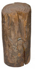 BLOODY ANGLE SPOTTSYLVANIA BULLET-STRUCK TREE SECTION