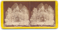RARE MEMORIAL STEREOVIEW – CHARLES SUMNER PORTRAIT WITH SKELETON LEAVES, 1874