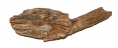 “BULLET IN WOOD” FROM CULP’S HILL, GETTYSBURG