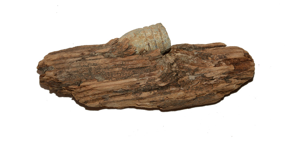 BULLET IN PIECE OF WOOD FROM CHANCELLORSVILLE 