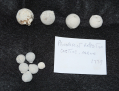 RELICS FROM 1779 PENOBSCOT EXPEDITION TO CASTINE, MAINE